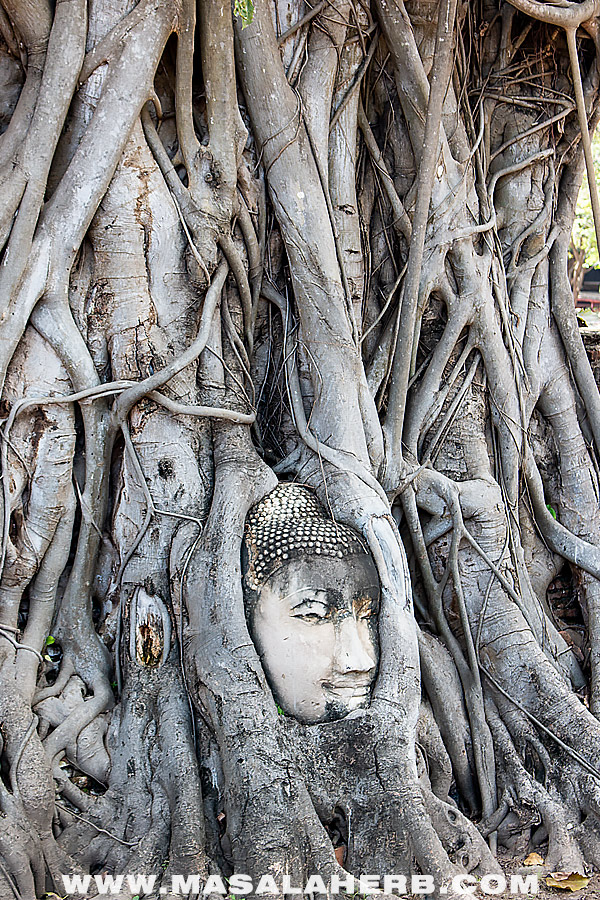 buddha head in the tree roots thailand