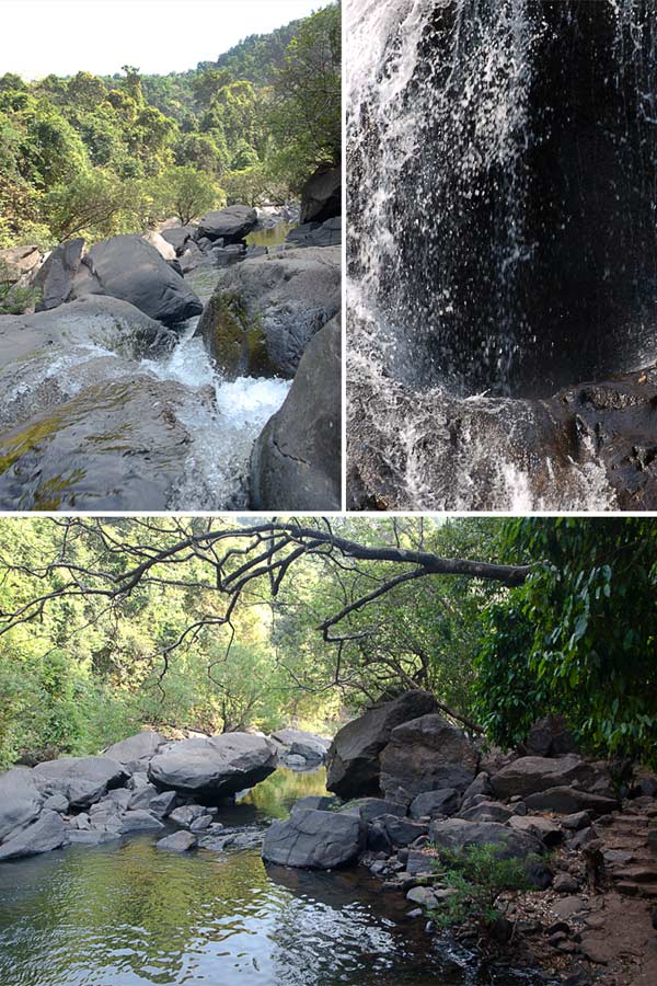 western ghat forests