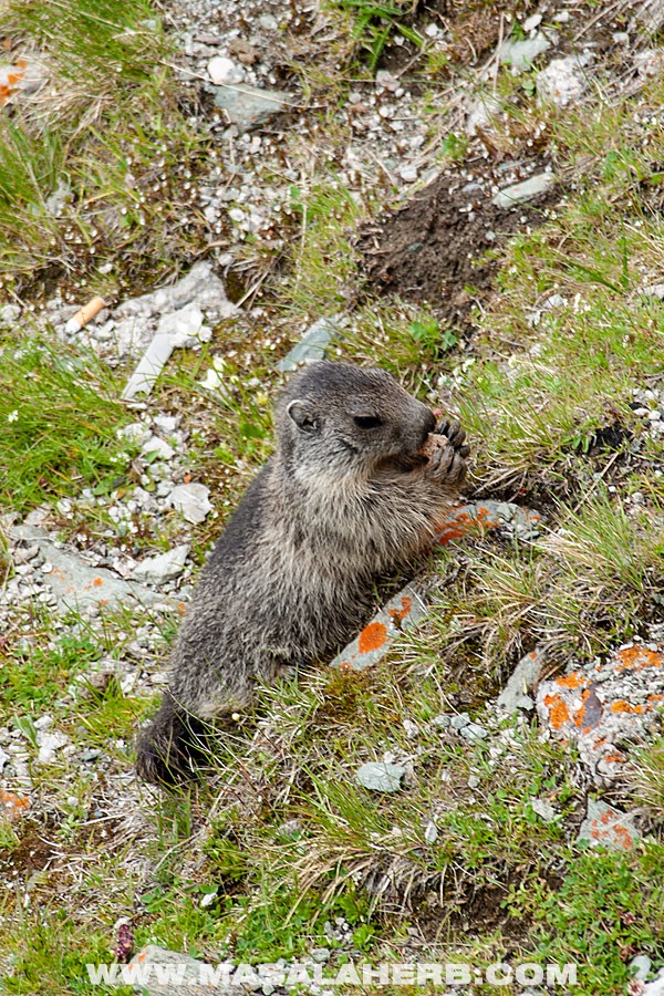 marmot Austria