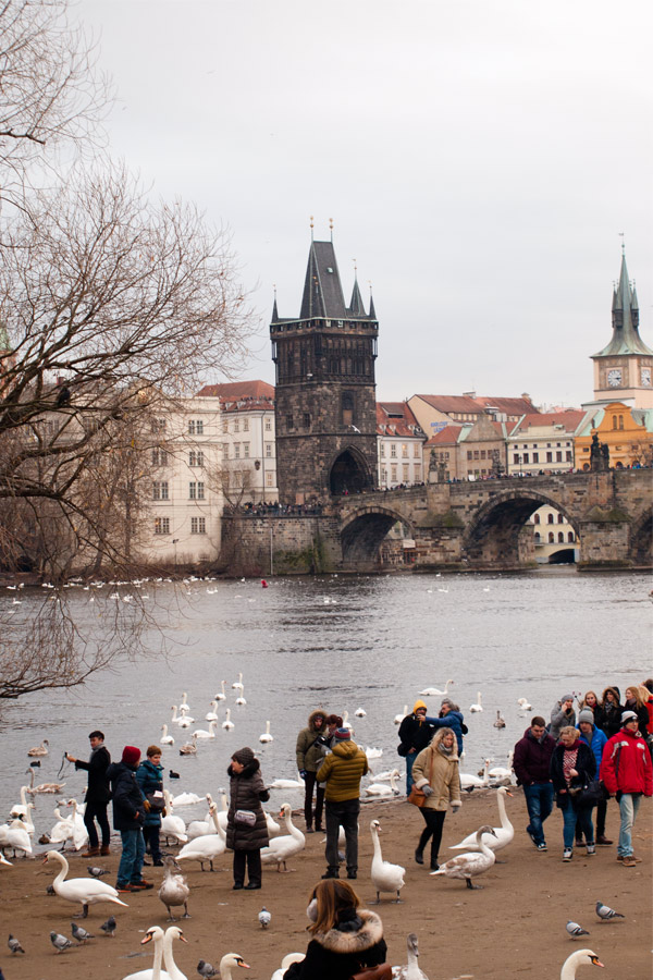 the swans in prague