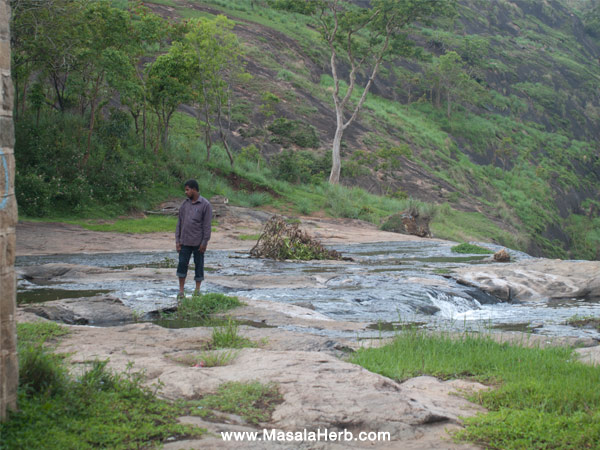 elephant valley british dam and water fall kodaikanal tamil nadu south india south india www.masalaherb.com
