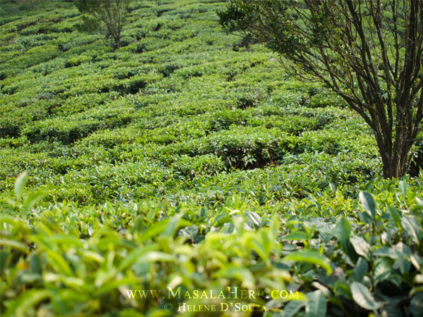 tea gardens in munar