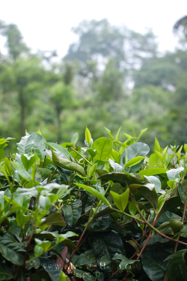 close up of tea plant