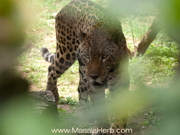 brazilian jaguar Mysore zoo