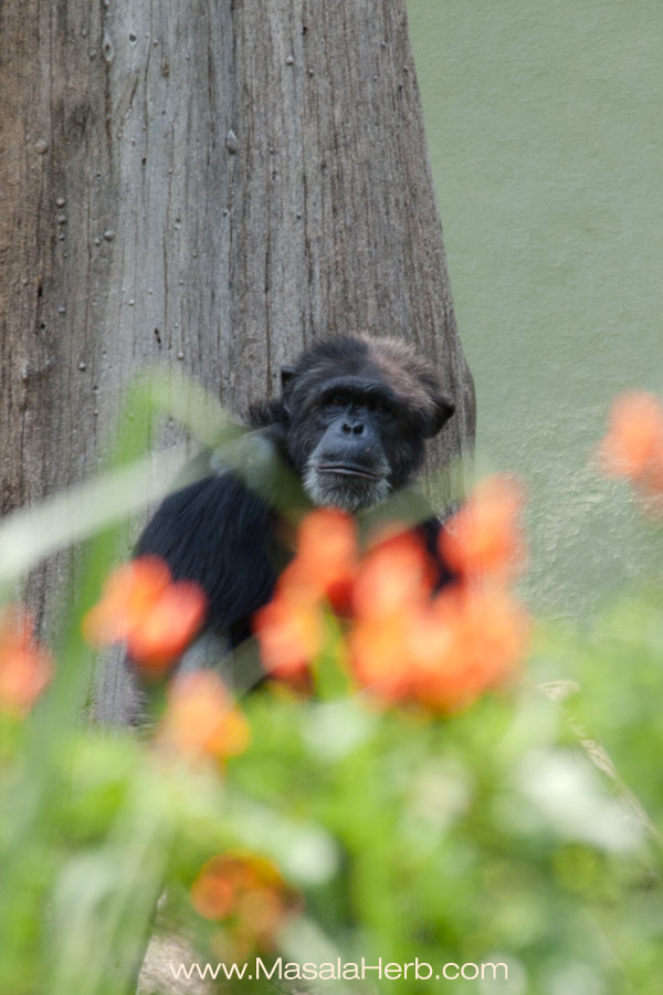pondering chimpanzee Mysore zoo