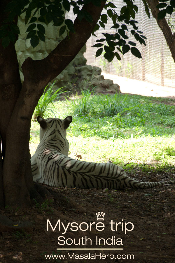 white tiger Mysore zoo