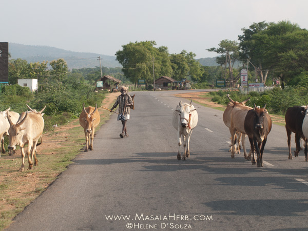 farmer and his cattle on the road in India