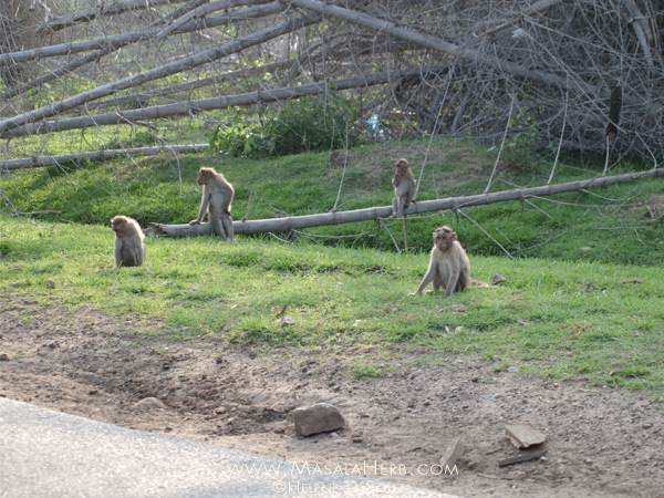 monkeys at the side of the road