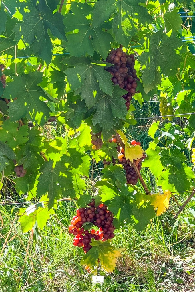 Red grape variety