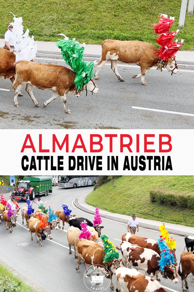 Almabtrieb: Experience Traditional Austrian Cattle Drive pin picture